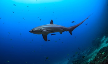 Un tiburón zorro pelágico puede alcanzar hasta los 6 metros de longitud (WWF)