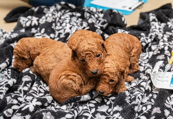 Liga de Rescate de Animales