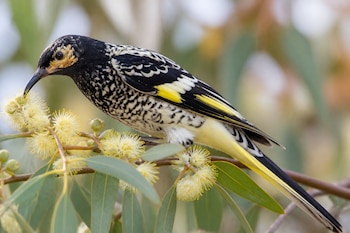 Un ave de plumaje negro y amarillo posada en una rama de eucalipto con flores amarillas.