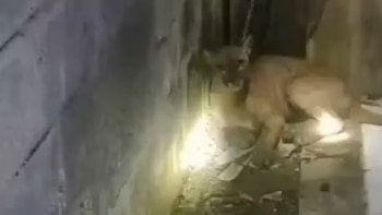 Video: campesinos lograron salvar a