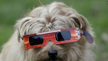 Por qué no debes poner gafas de protección a tu mascota para ver el eclipse total: “De forma natural no van a mirar al sol, no es un evento especial para ellos”