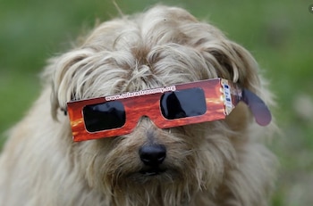 Un perro se protege del eclipse solar en Regent Park, Londres (AP/Kirsty Wigglesworth/The Washington Post)