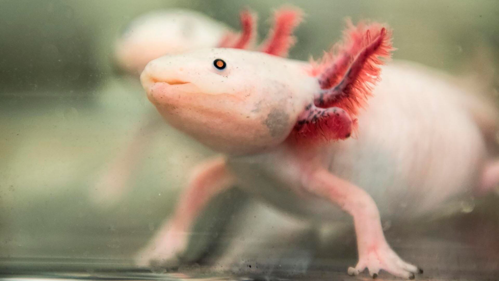 El ajolote activa células madre en todo el cuerpo después de perder una extremidad