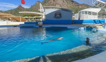 Confirman muerte de delfín en Delfinario Sonora