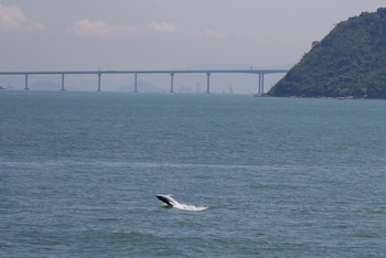 Un delfín blanco chino saltando fuera del agua en frente del puente Hong Kong-Zhuhai-Macau. (Reuters / Bobby Yip / Imagen de archivo)
