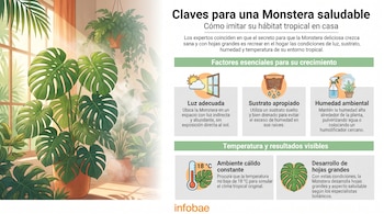 Ilustración de plantas Monstera en macetas, infografía con iconos sobre luz, sustrato, humedad, temperatura y desarrollo de hojas, con logo de Infobae.