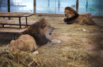 Entre los animales que se