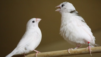 Dos pájaros pequeños blancos con picos rosados se posan en una rama de madera. Uno tiene la boca abierta y una anilla en una pata