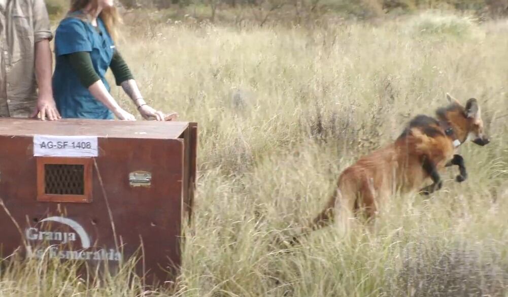 El aguará guazú es el cánido más grande de Sudamérica y suele habitar provincias del Litoral y zonas protegidas