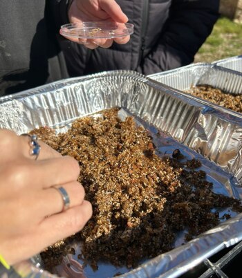 Restos encontrados en el interior del ánfora.