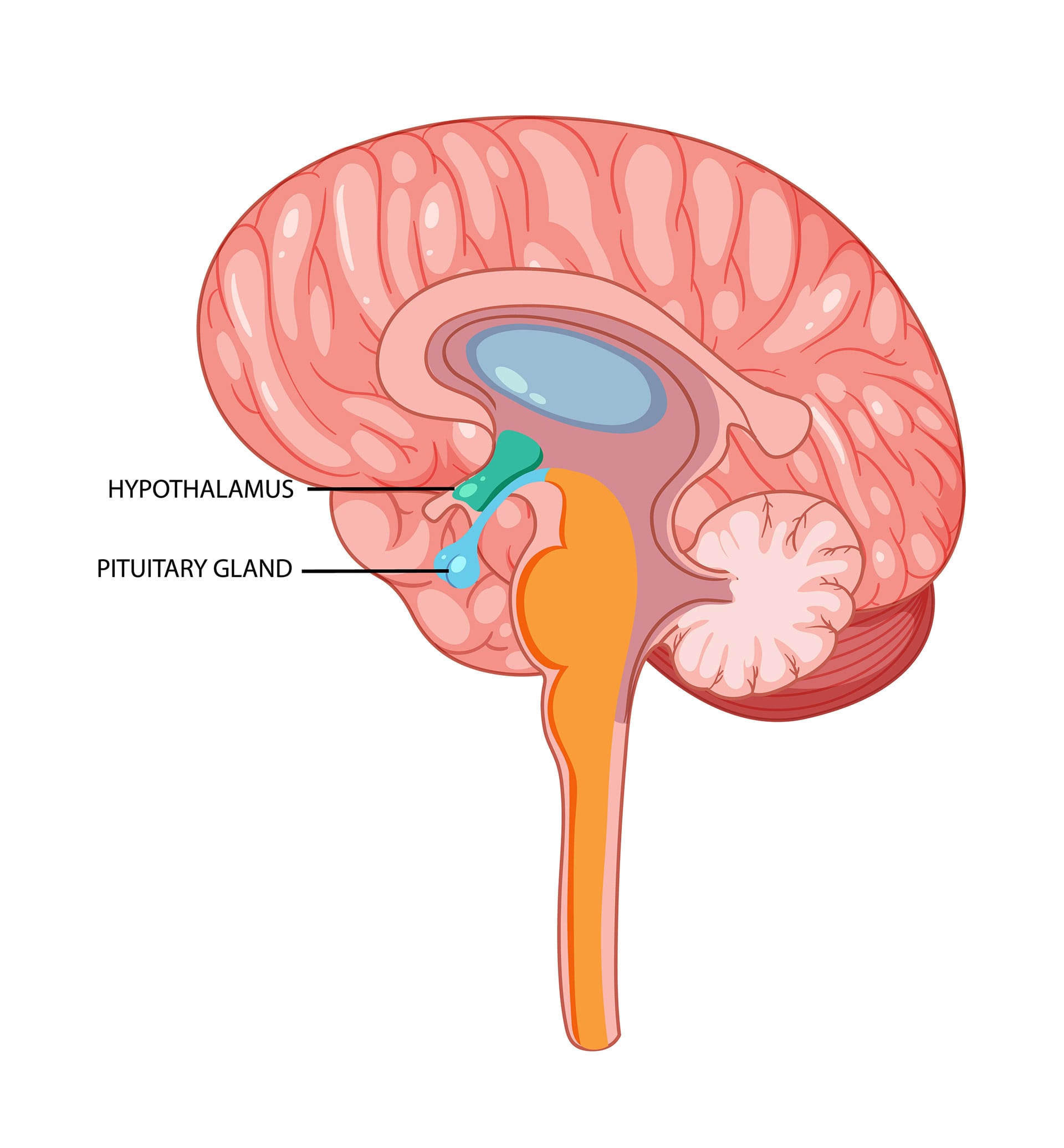 La glándula pituitaria es un órgano pequeño situado bajo el cerebro que controla la producción de hormonas en el cuerpo./Archivo Freepik
