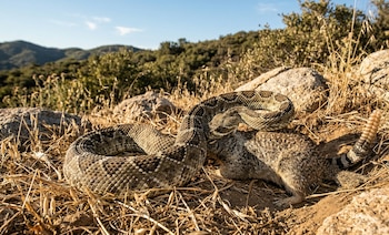 Serpiente de cascabel de las Praderas enrollada alrededor de un pequeño mamífero en el suelo seco con hierba y rocas; montañas al fondo