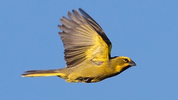 Las poblaciones de cardenales amarillos