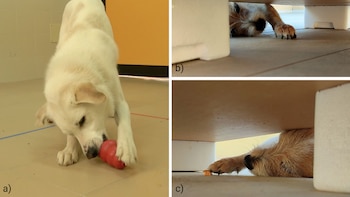 Lateralidad en perros portada