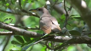 La Guajira enfrenta un riesgo para sus aves migratorias por la expansión eólica: “La temporada coincide con la época de más lluvias”