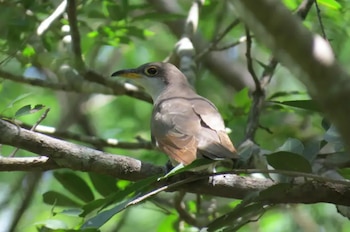 El cuco americano es una de las especies migratorias que recorre el continente hasta llegar a La Guajira - crédito Selva