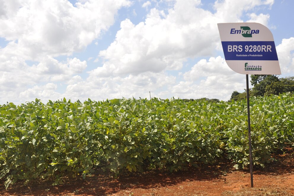 Mato Grosso proyecta un crecimiento demoledor en soja y maíz: ¿y Argentina qué espera?