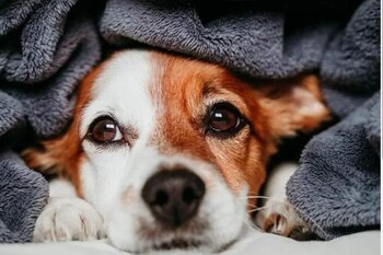 El experimento involucró a 16