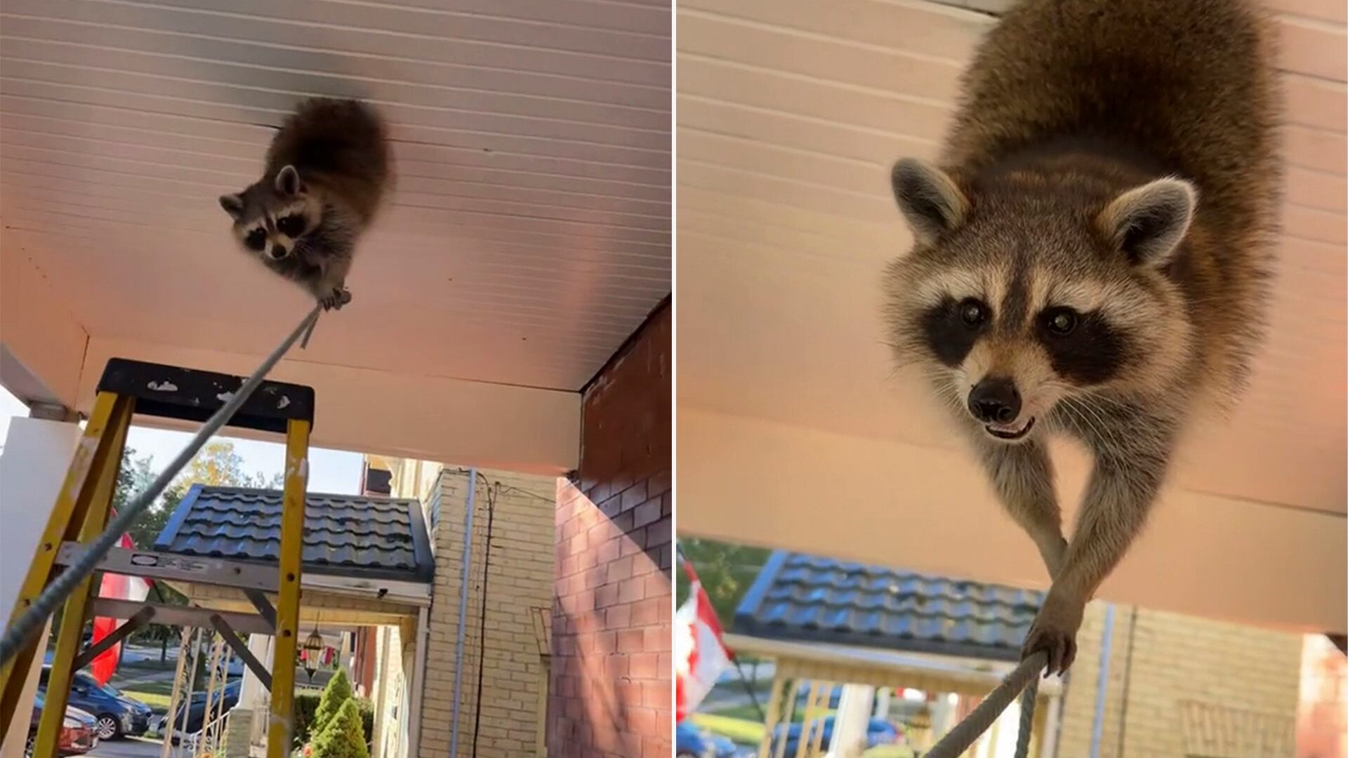 El propietario de la casa se sorprendió al encontrar un mapache colgado en su porche y decidió pedir ayuda profesional. (Tiktok: @forestcitywildlife)