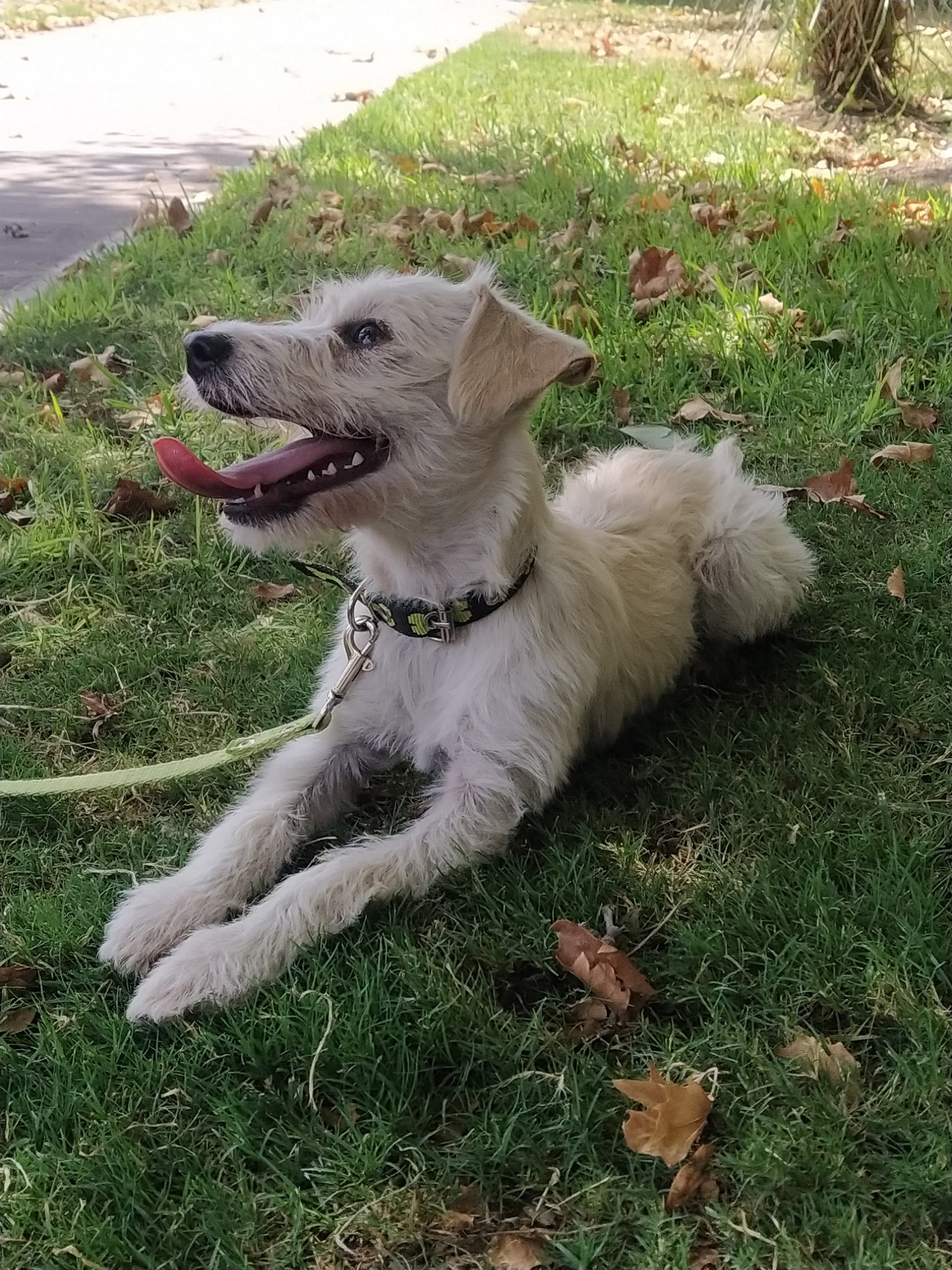 Uno de los perritos entrenados para acudir a las residencias
