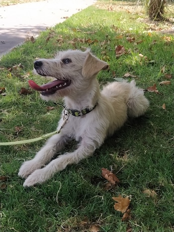 Uno de los perritos entrenados