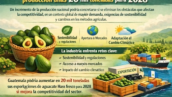 El sector aguacatero de Guatemala proyecta sumar a su producción unas 20 mil toneladas para 2028
