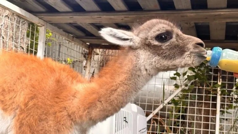 El chulenguito fue hallado atado y sin agua, en condiciones inadecuadas para su bienestar y desarrollo (LM Neuquén)