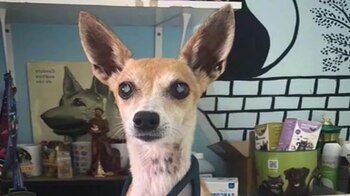 Zé, el perro anciano y