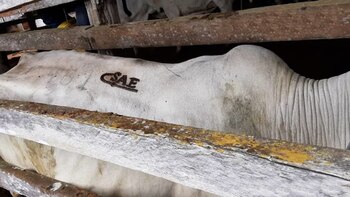 Extinción de Dominio