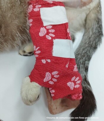 Las extremidades del felino están