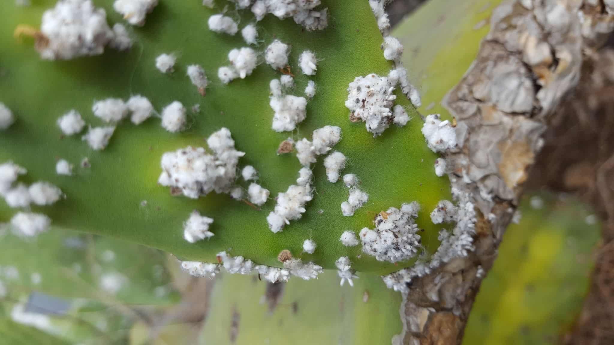 Cómo eliminar las cochinillas de las plantas y del jardín de casa