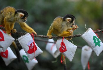 Todos los monos son capaces de imitar gestos y comportamientos humanos. Algunos aprenden lenguaje de señas, otros fabrican sus herramientas y otros pueden retener ciertos recuerdos (REUTERS)