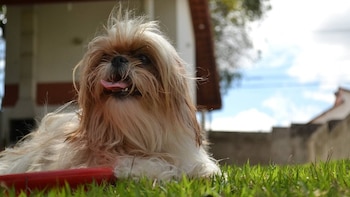 Ladrones se llevaron al perro