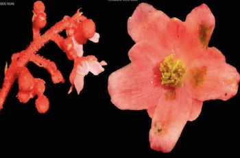 flor - junín - especie - descubrimiento - Perú - 16 junio