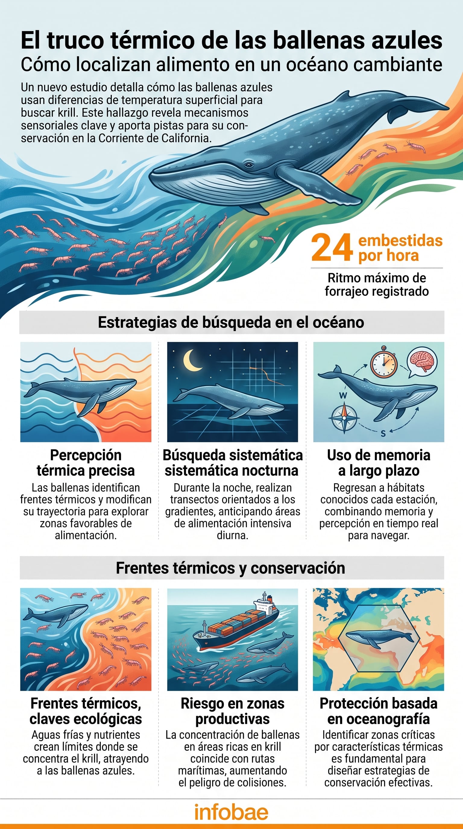 La investigación vincula los frentes térmicos con una búsqueda de alimento más eficiente en la Corriente de California (Imagen Ilustrativa Infobae)