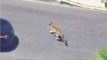 (Captura de pantalla)