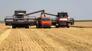 Rusia está en plena cosecha,