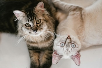 El Hospital Chivo Pets recibe