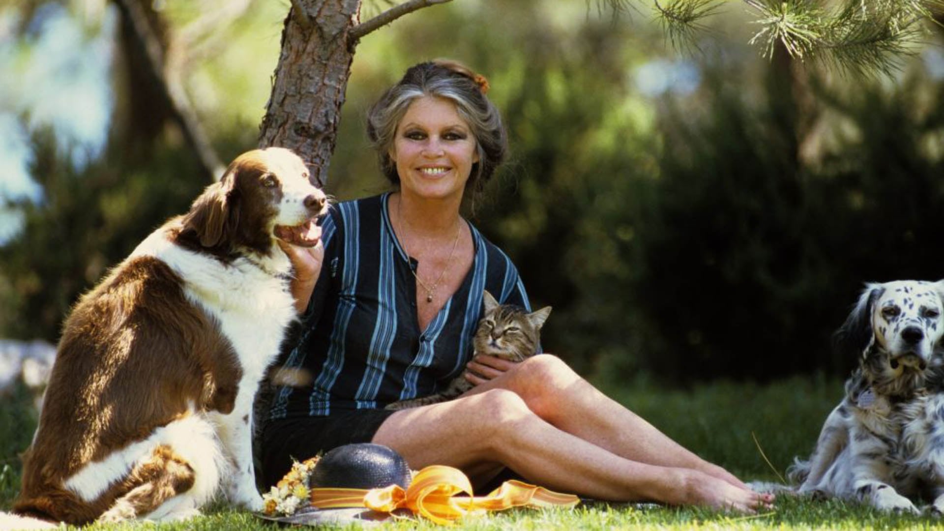 Dos collares para perros de Brigitte Bardot se vendieron por 9.400 euros a una compradora rusa