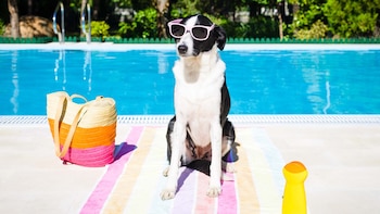 Este crucero garantiza la diversión