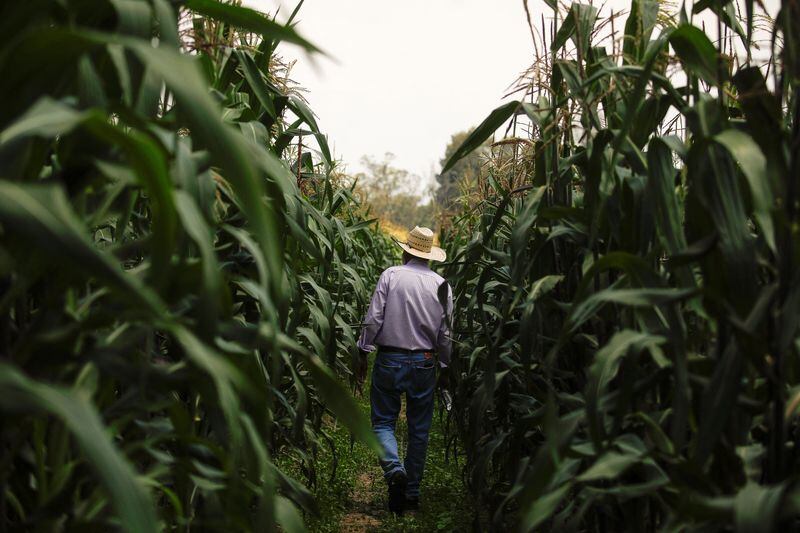 Esta nueva carrera podrá implementar una nueva perspectiva relacionada a la innovación tecnológica en el sector agroalimentario. REUTERS/Raquel Cunha