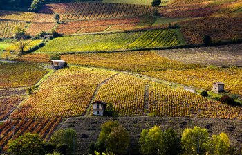 La región de Beaujolais, donde