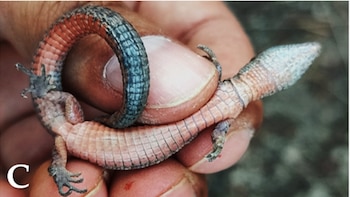 Primer plano de una pequeña lagartija con vientre anaranjado y cola oscura, enrollada y sostenida delicadamente por dedos humanos. La cabeza es clara y escamada