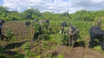 Fuerzas combinadas erradicaron dos campos de marihuana en Petén, Guatemala, valorados en USD 872.198.