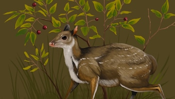 El Santuccimeryx era del tamaño