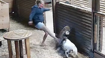 Una mujer con sudadera y pantalones cortos patea a un puma junto a una cabra enana blanca en un establo