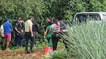 La plantación de piña en Calle Calvito, Pital de San Carlos, donde la mañana del martes fue hallado el cuerpo decapitado de la víctima (Cortesía: Acción 10).