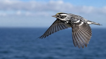 Un ave en vuelo con plumaje blanco, negro y una corona amarilla, con las alas extendidas sobre un fondo de mar azul y cielo nublado.