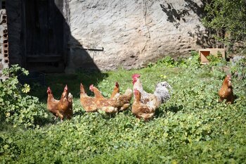 06/03/2024 Varias gallinas y un