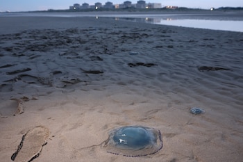 Medusas descansan en la orilla cerca de la central nuclear de Gravelines, norte de Francia, (Foto de Sameer AL-DOUMY / AFP)